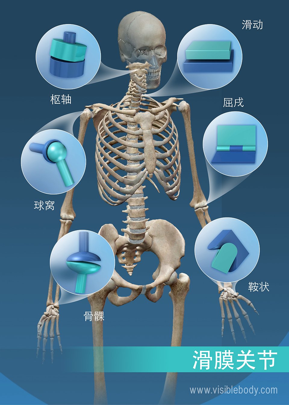 滑膜关节的活动范围： 枢轴、球窝、髁状、鞍状、屈戌和滑动关节